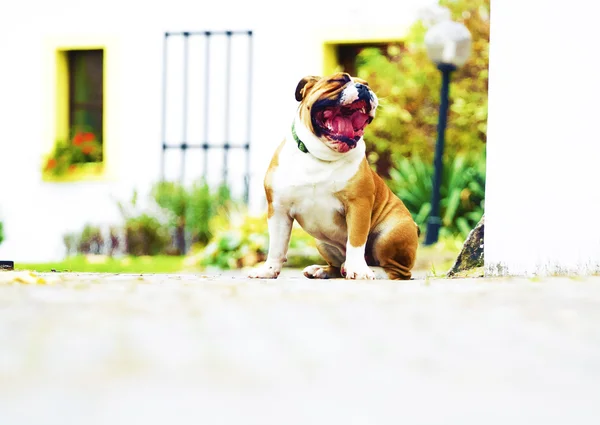 Tédio sentado inglês bulldog puppy bocejos — Fotografia de Stock