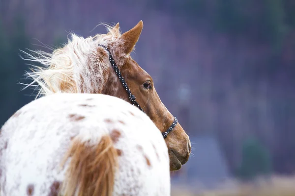 Cavallo di Appaloosa — Foto Stock