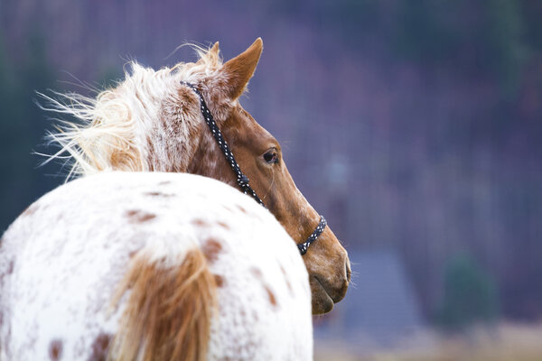 appaloosa horse