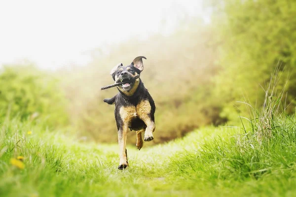 Fun rottweiler puppy running — Stock Photo, Image