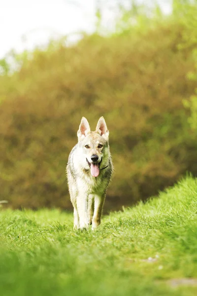 Cachorro de lobo checoslovaco —  Fotos de Stock