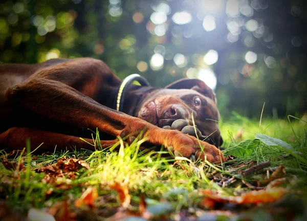 Brun Doberman pinscher Photo De Stock