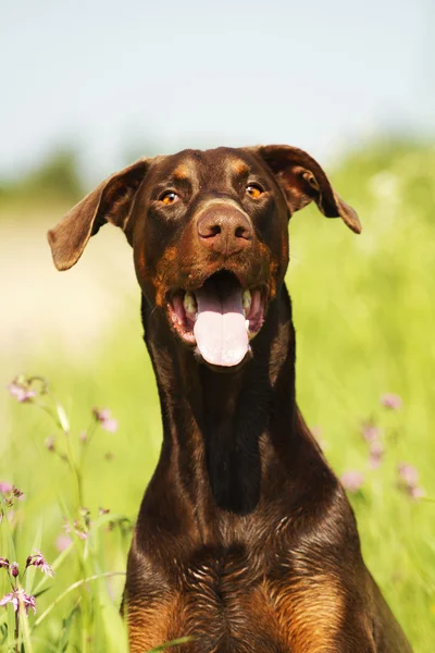 Kahverengi doberman pinscher köpek portresi — Stok fotoğraf