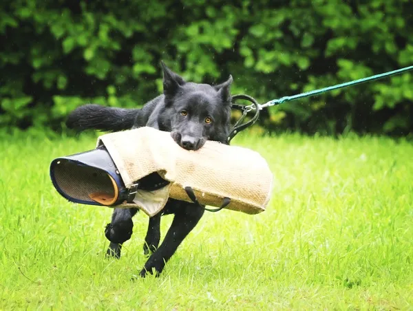 Zwarte Duitse herder verdediging — Stockfoto