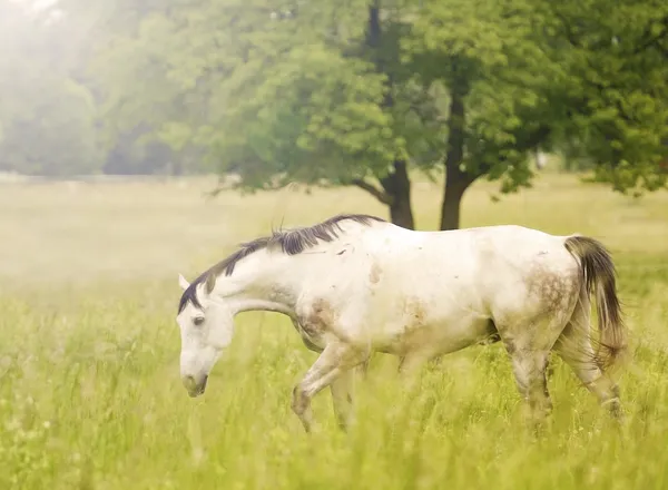 Pâturage de chevaux — Photo