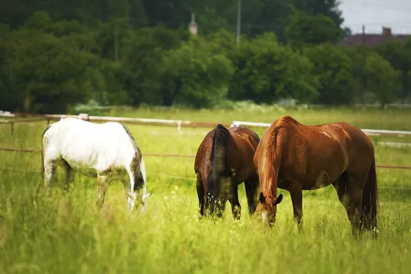 Pâturage de chevaux — Photo