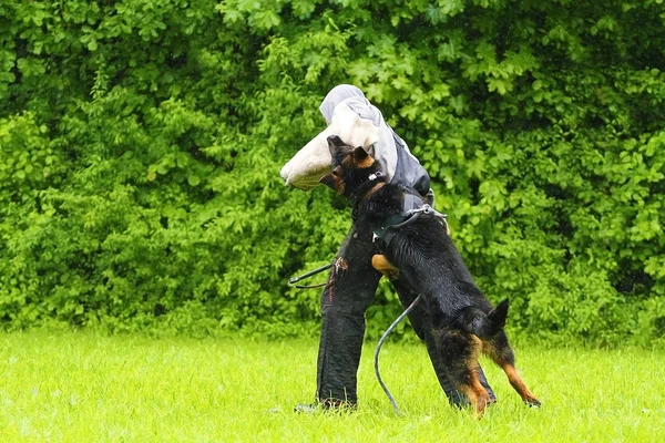 Pomocnik i zły brązowy Owczarek niemiecki pies w obronie — Zdjęcie stockowe