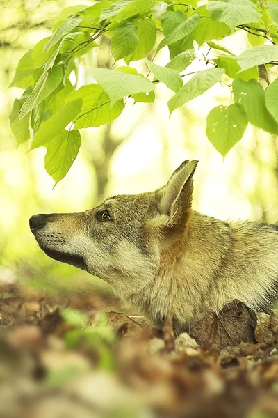 Czechoslovakian wolfdog — Stock Photo, Image