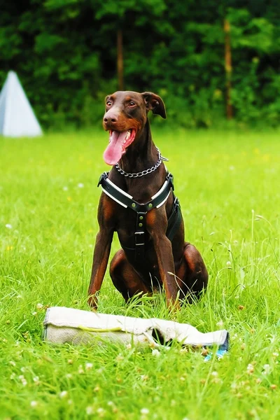 Bruin doberman pinscher hond verdediging en bescherming — Stockfoto