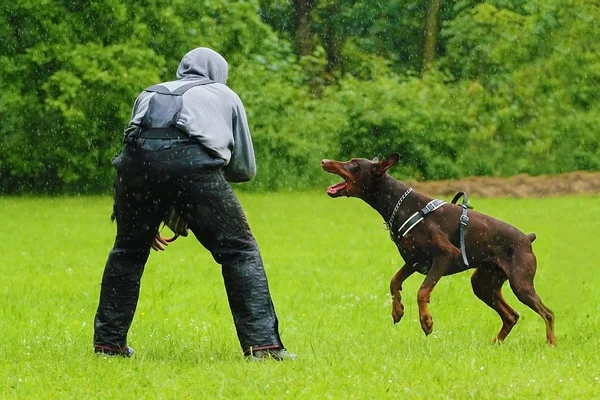 Aiutante e arrabbiato marrone Doberman pinscher in difesa — Foto Stock