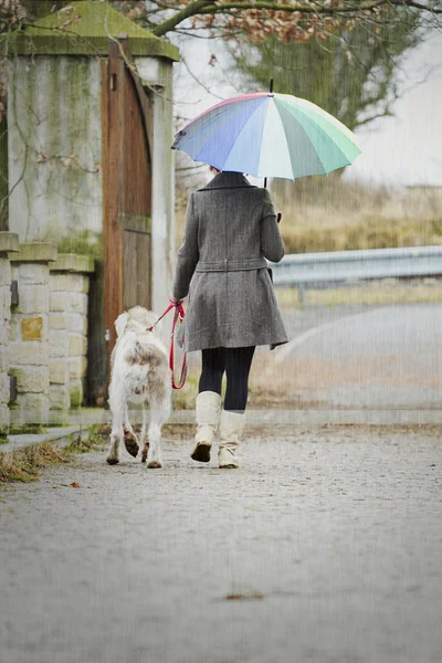 Woman with an umbrella walks with her dog in the rain outside — Stock Photo, Image