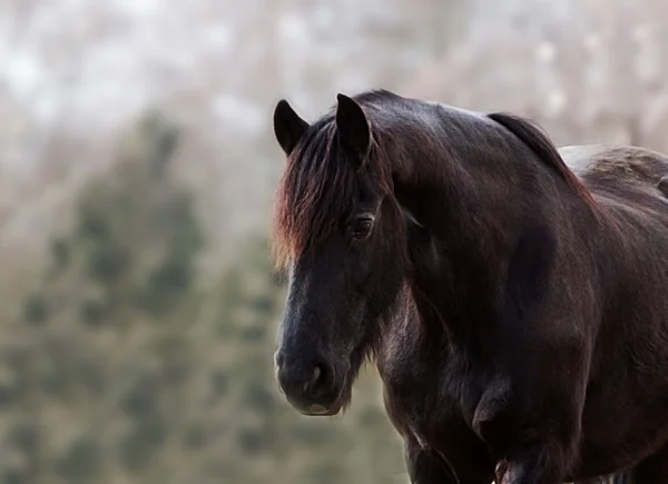 Friesian horse stallion — Stock Photo, Image