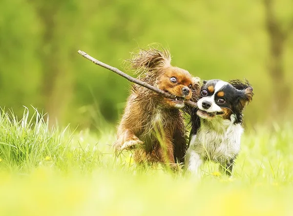 Two fun cavalier king charles spaniel dog and puppy running in s — Stock Image Two fun cavalier king charles spaniel dog and puppy running in s Stock Picture