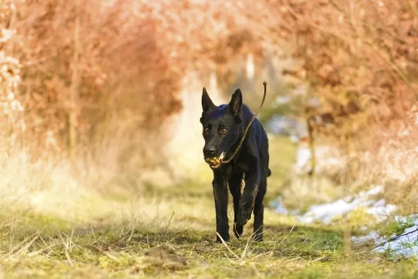 Divertido perro pastor alemán corriendo en la naturaleza — Foto de Stock