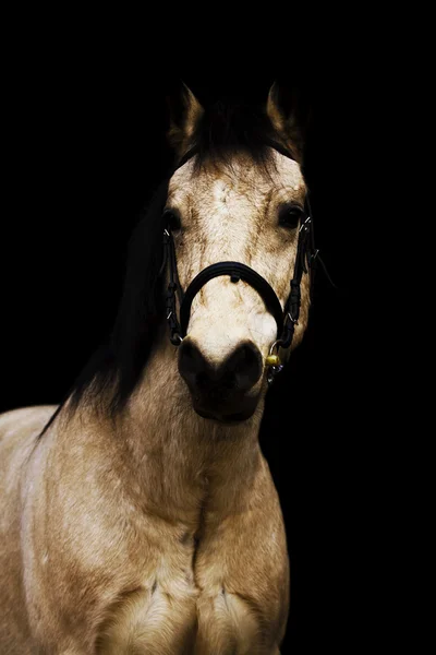 Retrato de caballo — Foto de Stock