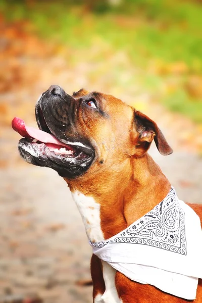 Divertente tedesco boxer cane cucciolo all'aperto — Foto Stock