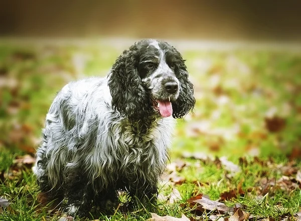 American inglés cavalier rey charles spaniel al aire libre —  Fotos de Stock