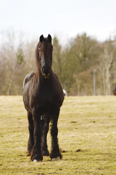 Ritratto frisone cavallo stallone all'aperto — Foto Stock