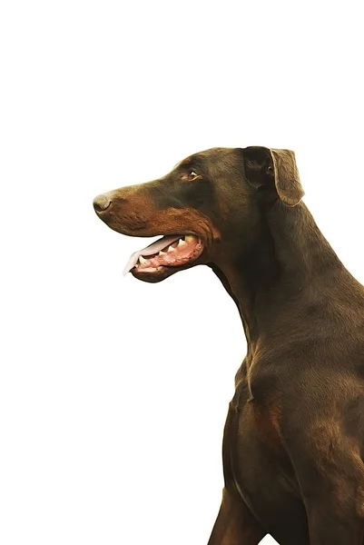 Divertido perro doberman pinscher marrón en fondo blanco —  Fotos de Stock