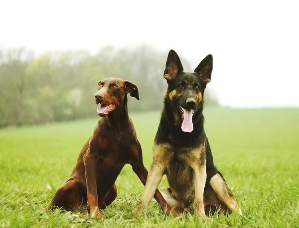 Dwa pies brązowy Dobermany pinscher i zabawy szczeniaka owczarka niemieckiego w — Zdjęcie stockowe