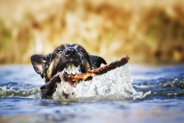 Fun german shepherd dog puppy swims in lake — Stock Photo, Image