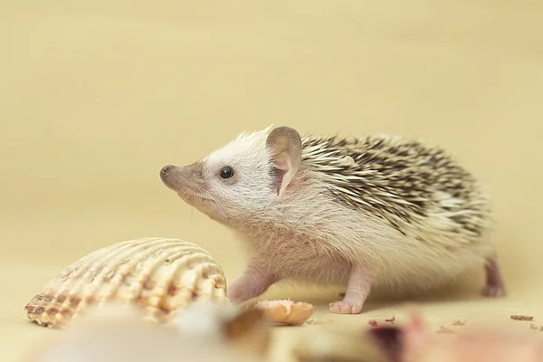 Cute sweet hedgehog baby — Stock Photo, Image