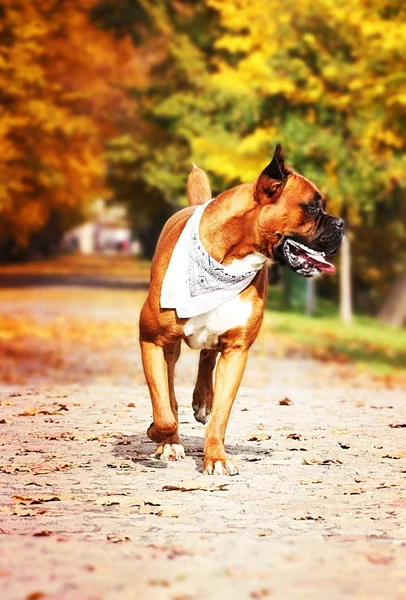 Divertente cane pugile tedesco cucciolo correre all'aperto — Foto Stock