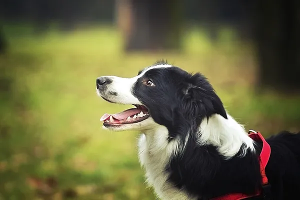 楽しいボーダーコリー犬子犬自然 — ストック写真
