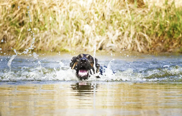 Amusant chien berger allemand chiot nage dans le lac Photos De Stock Libres De Droits