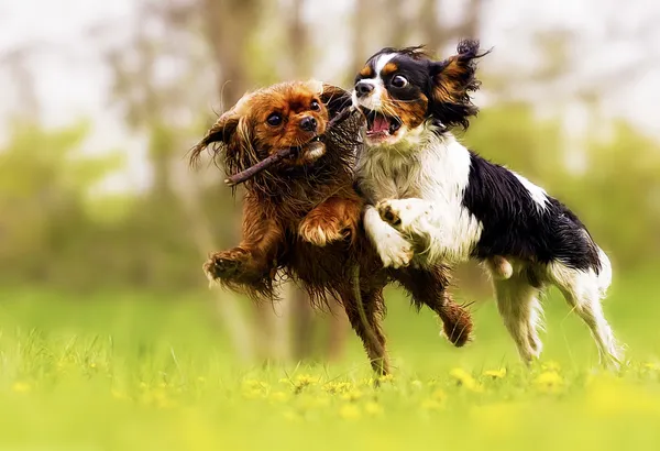 Two fun cavalier king charles spaniel dog and puppy running in s — Stock Image Two fun cavalier king charles spaniel dog and puppy running in s Stock Image