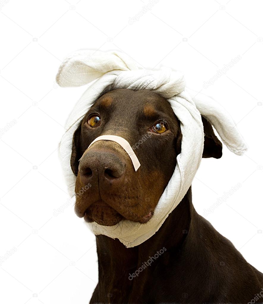 Dog bandages for clearance face