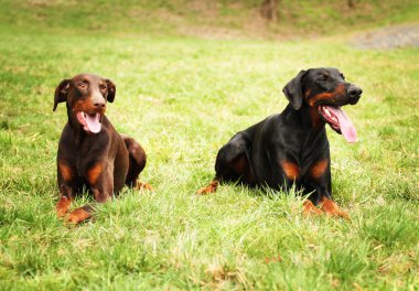 Gelukkig zwart bruin doberman pinscher honden liggen te wachten in de mea