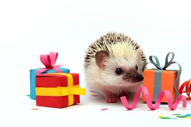doğum günü genç kirpi bebek eğlence