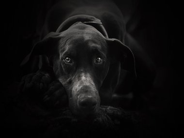 Sad doberman pinscherd dog puppy is waiting clipart