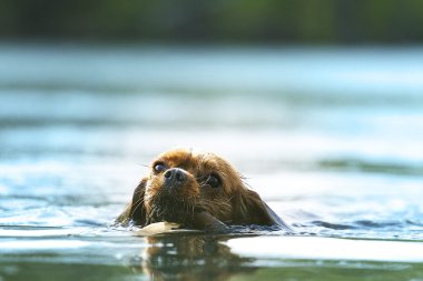 Fun cavalier king charles spaniel dog swims in water lake clipart