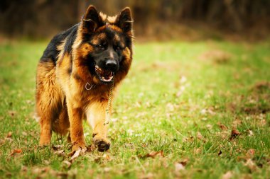 beautiful long haired german shepherd dog puppy running clipart