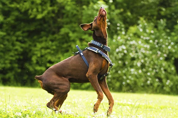 Zabawa i komiks brązowy pies doberman Pinczer działa i skok — Zdjęcie stockowe