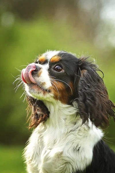 Zabawa znudzony cavalier king charles spaniel pies na zewnątrz — Zdjęcie stockowe