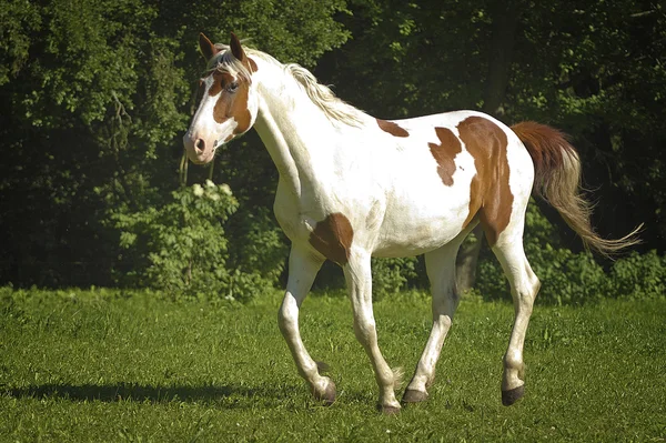 Vackra häst kör i naturen — Stockfoto