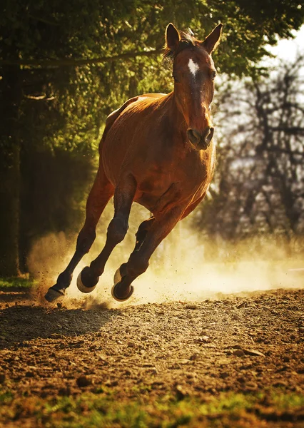 Schönes arabisches Pferd läuft in der Natur — Stockfoto