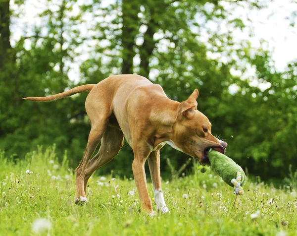 Ukazatel rhodéského ridgebacka pes štěně pes tančí — Stock fotografie