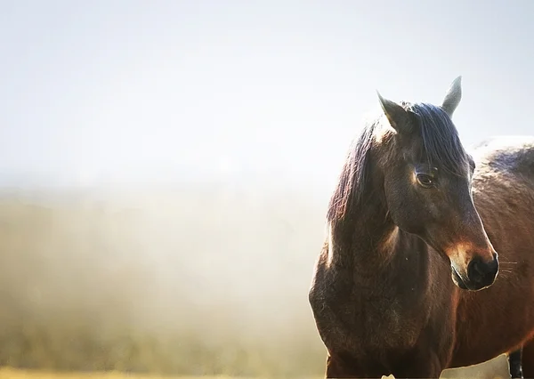 Hermoso caballo árabe corriendo en la naturaleza —  Fotos de Stock