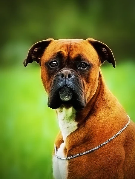 Retrato divertido hermoso alemán boxeador perro cachorro al aire libre —  Fotos de Stock