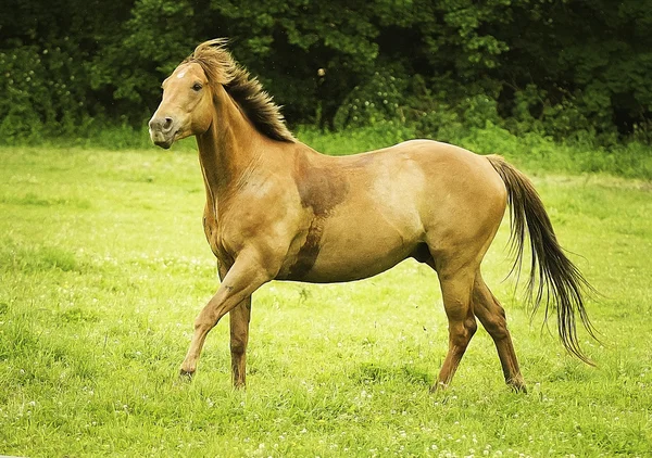 Bellissimo cavallo arabo correre — Foto Stock
