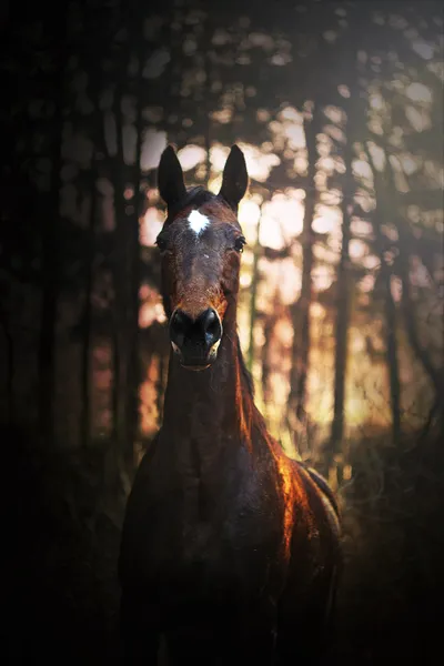 Sonnenuntergang auf dem Pferd — Stockfoto
