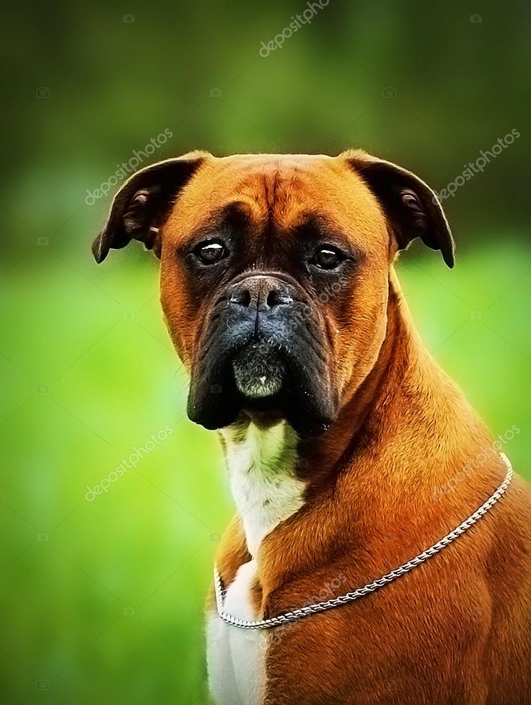 肖像画の美しいドイツのボクサー犬子犬屋外楽しい ストック写真 C Carmelka