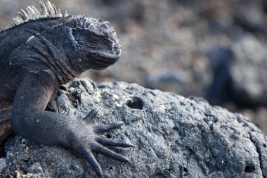 İguana güneşlenme ve Galapagos Adaları'nda volkanik kayaların üzerinde dinlenme