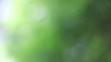 Güzel bir yaz mevsimi çimenli ve bokehli doğa arka planı.