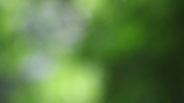 Güzel bir yaz mevsimi çimenli ve bokehli doğa arka planı.