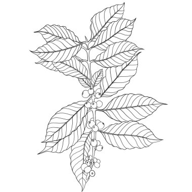 Taze kahve çekirdekli sade kahve ağacı dalı çizim yapıyor..